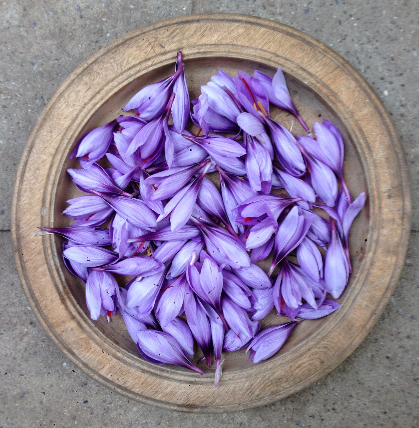 Crocus sativus, Echter Safran
