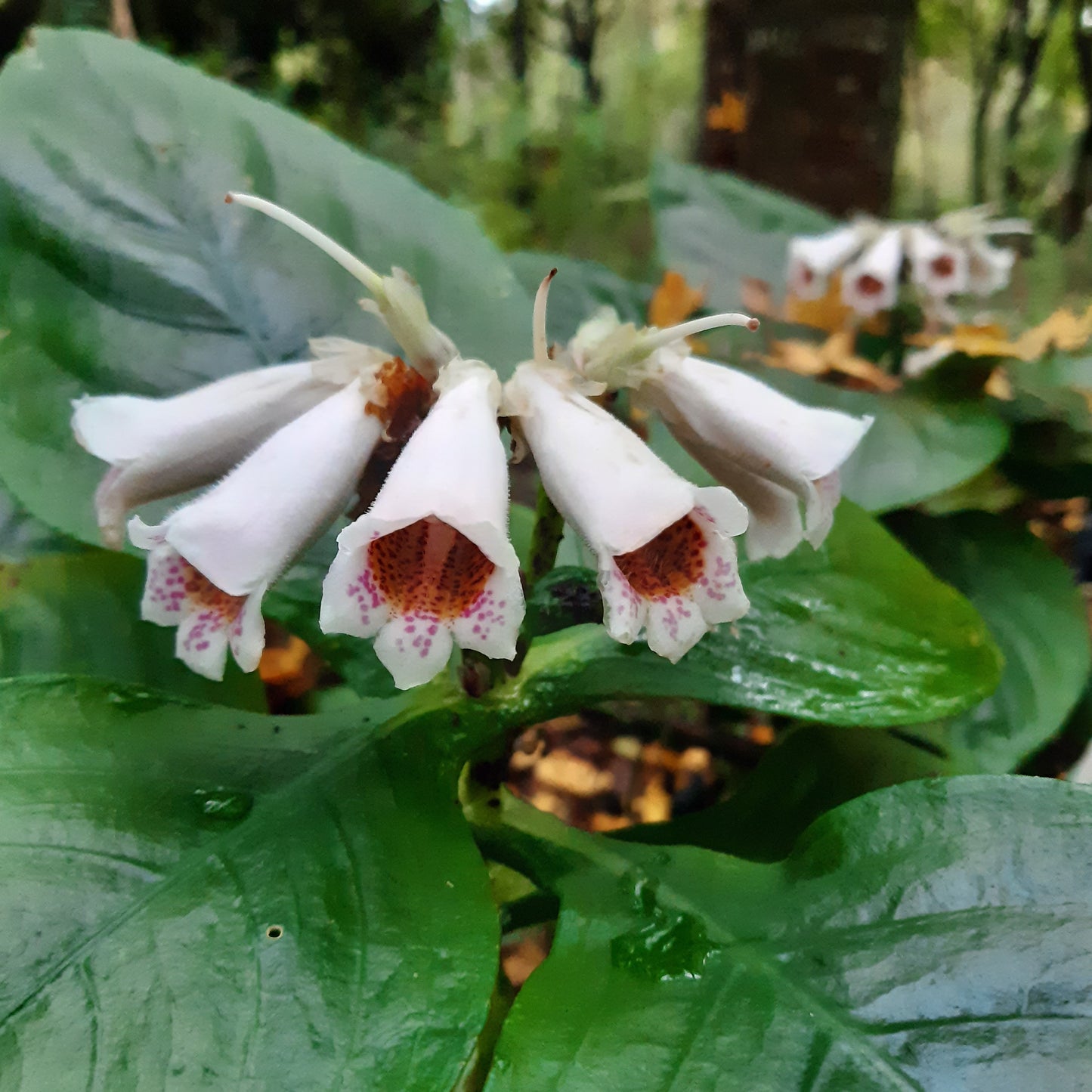 Hemiboes subcapitata var. pterocaulis