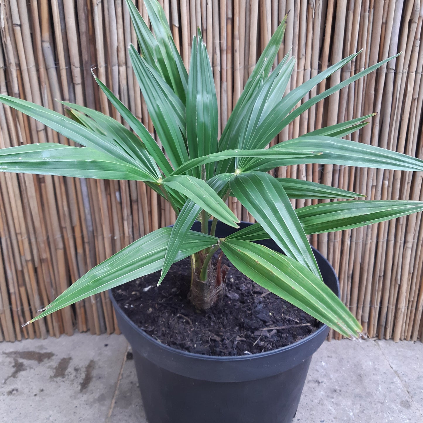 Trachycarpus fortunei 'Naina Tal'