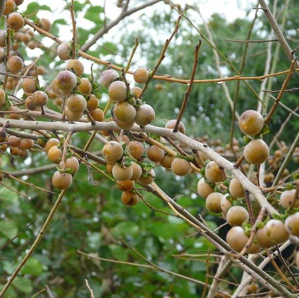 Lotuspflaume (Diospyros lotus)