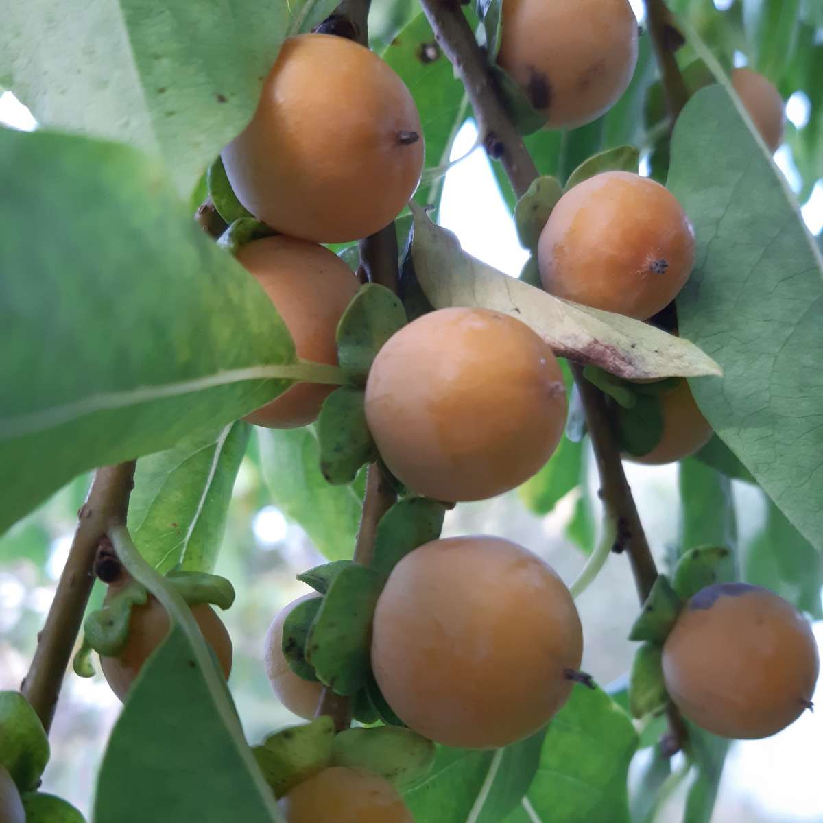 Lotuspflaume (Diospyros lotus)