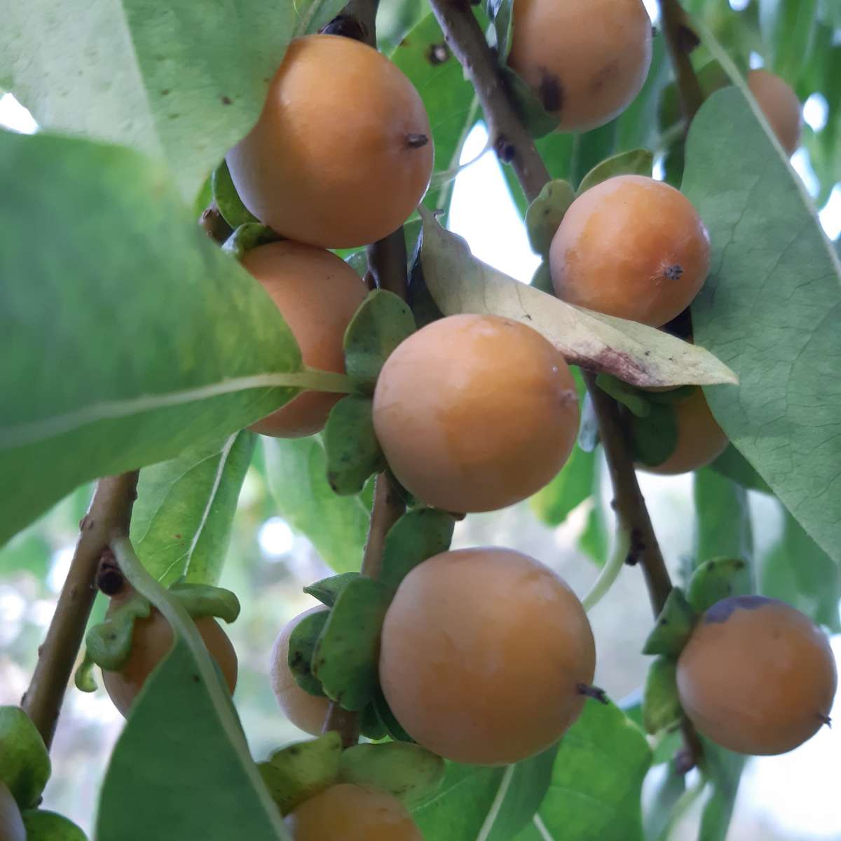 Lotuspflaume (Diospyros lotus)