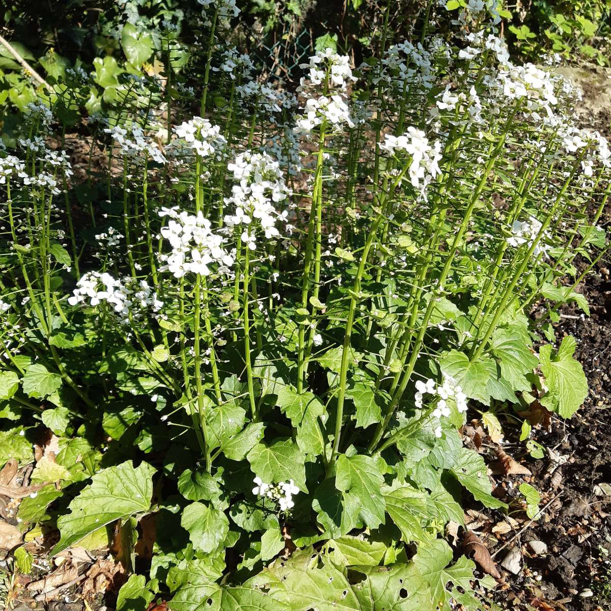 Riesenschaumkraut (Pachyphragma macrophylla)