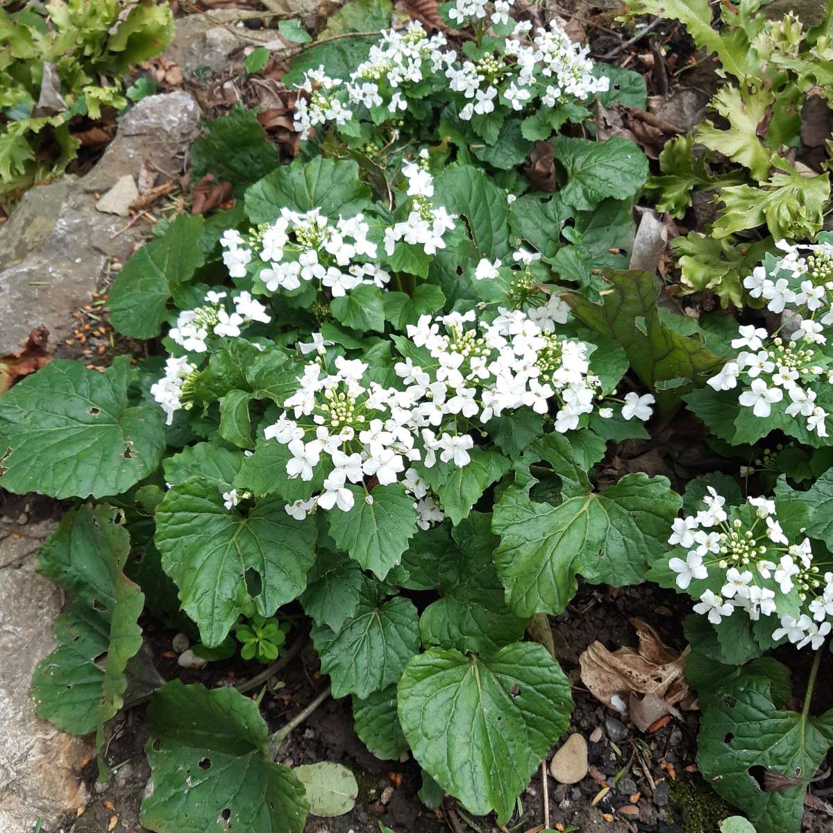 Riesenschaumkraut (Pachyphragma macrophylla)