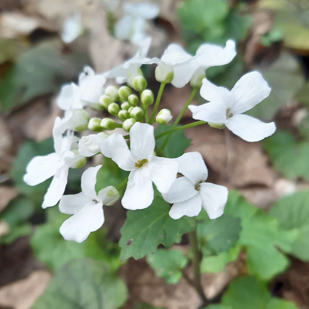 Riesenschaumkraut (Pachyphragma macrophylla)