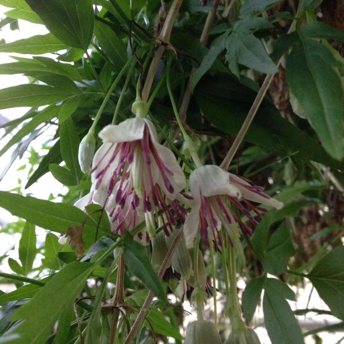 Clematis napaulensis