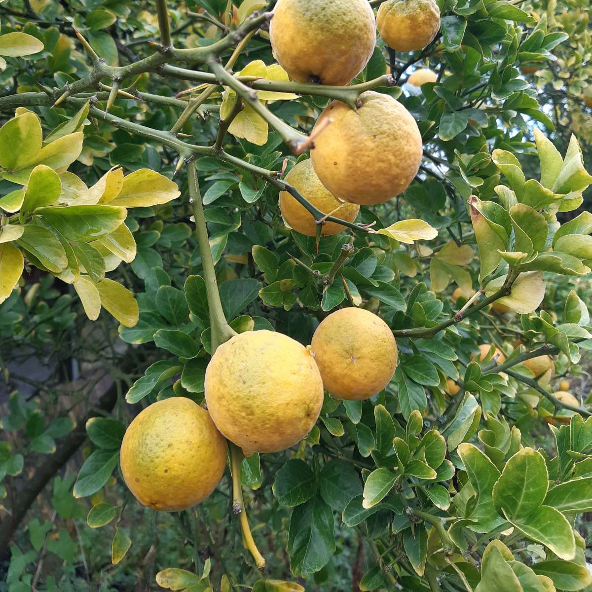 Poncirus trifoliata, Dreiblättrige Bitteorange