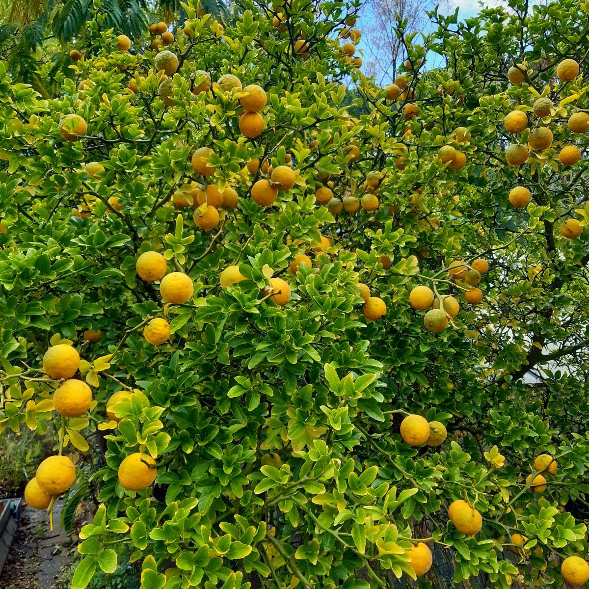 Poncirus trifoliata, Dreiblättrige Bitteorange