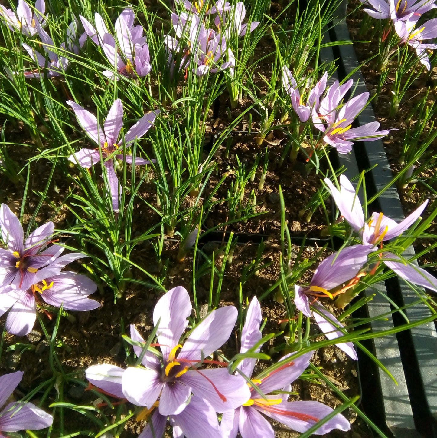 Crocus sativus, Echter Safran
