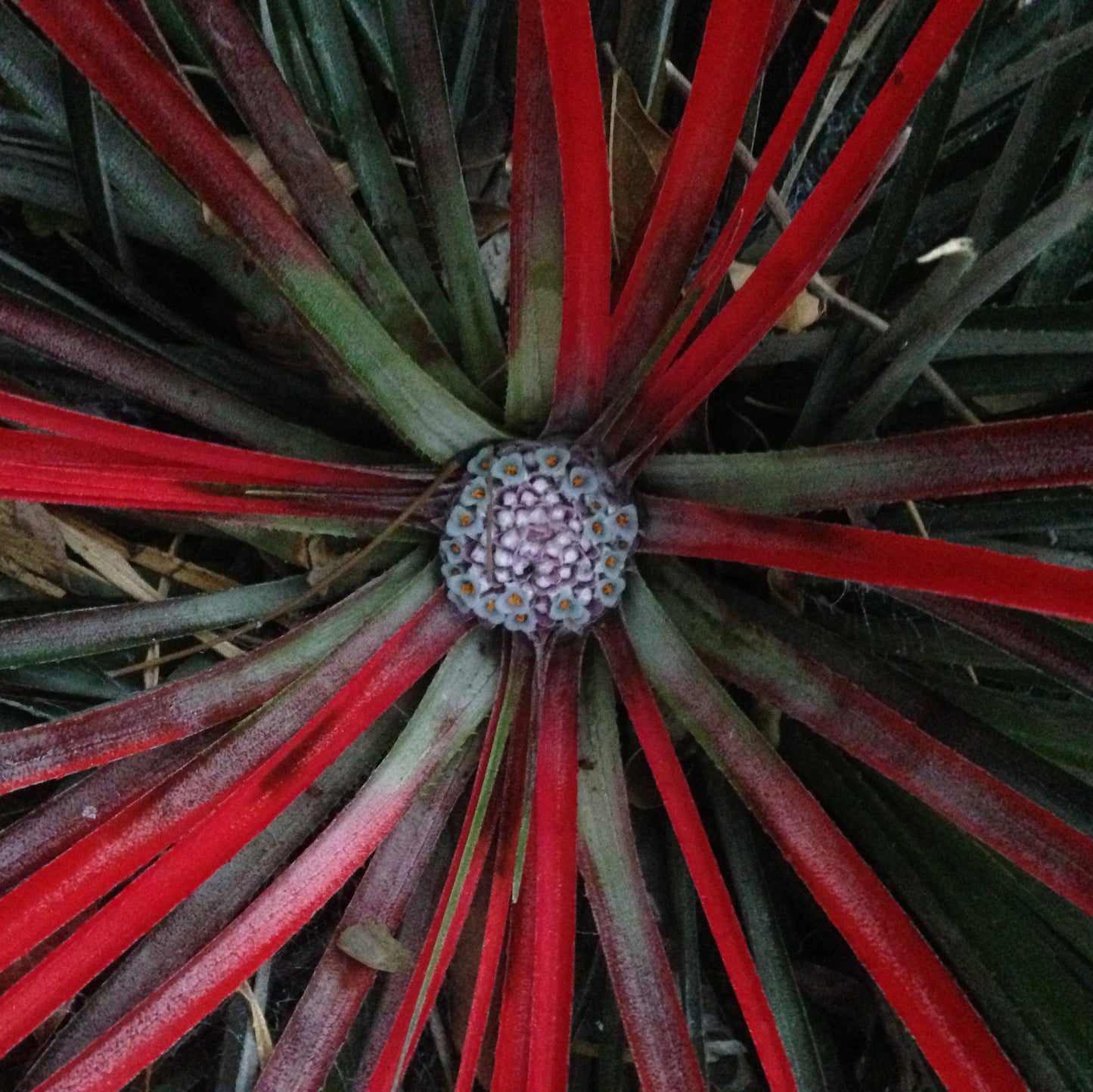 Fascicularia bicolor, Erdbromelie aus den Anden