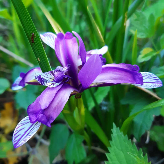 Iris gramineus, Pflaumen- oder Grasiris